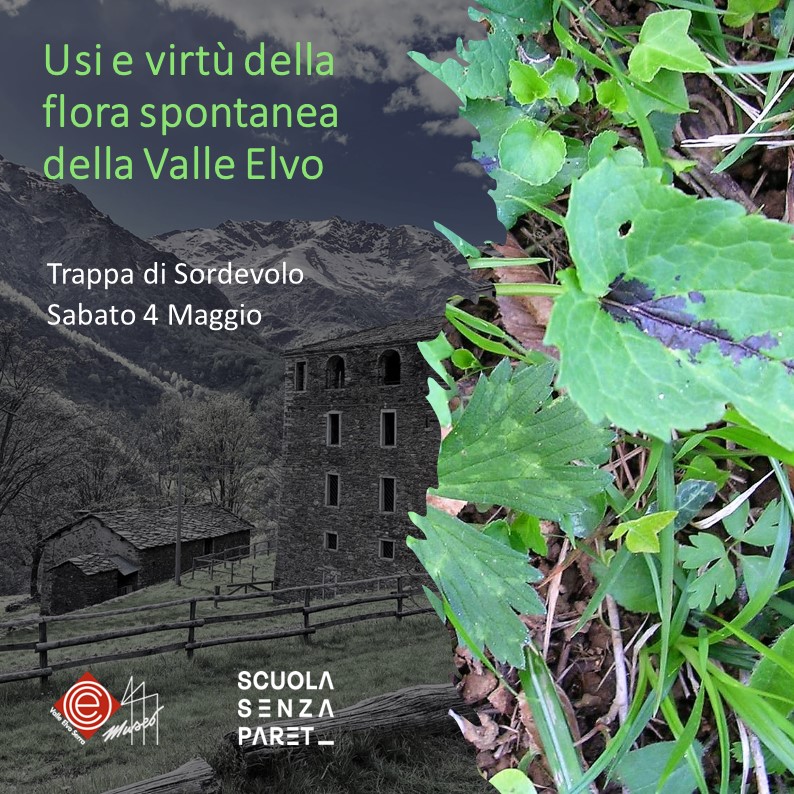Usi e virtù della flora spontanea della Valle Elvo