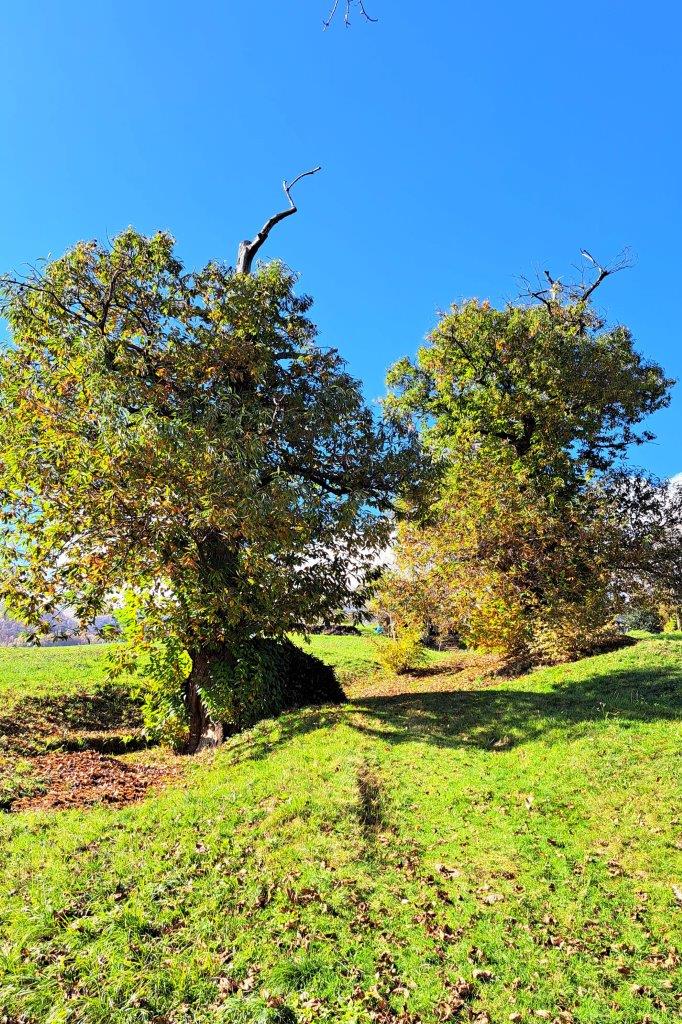 Passeggiata tra i castagni di Bagneri