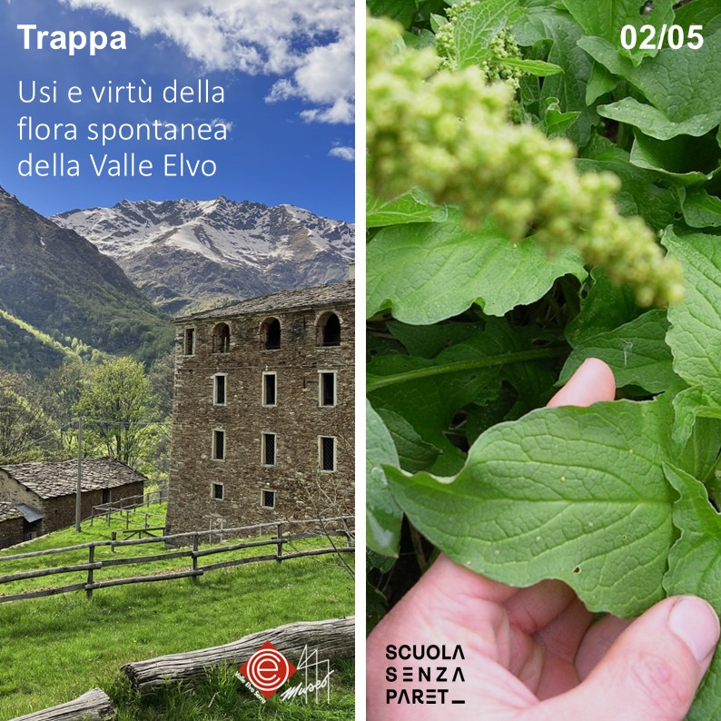 Usi e virtù della flora spontanea della Valle Elvo