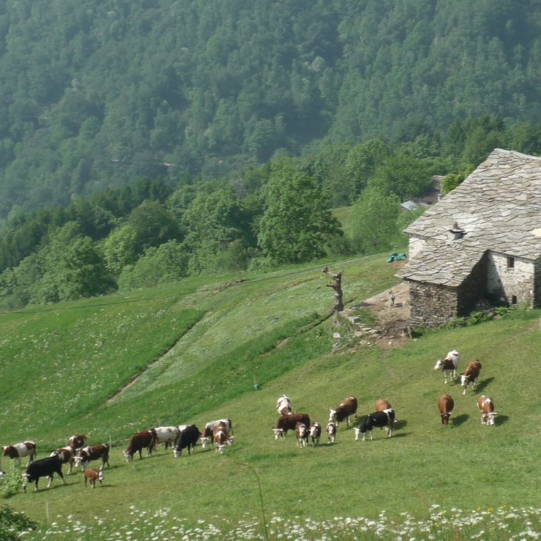Passeggiata alle Salvine