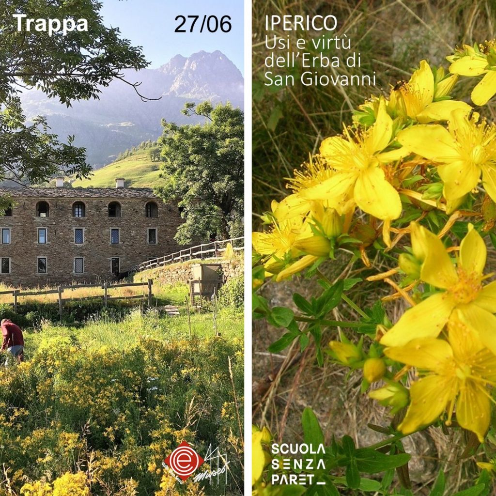 IPERICO - Usi e virtù dell’Erba di San Giovanni
